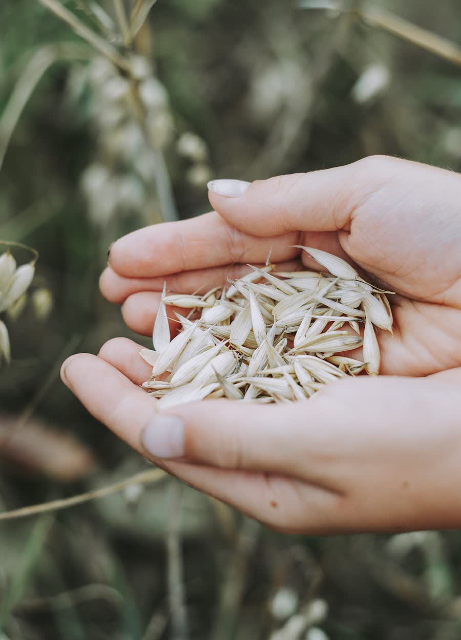 Hands holding grain in a field — origin traceability