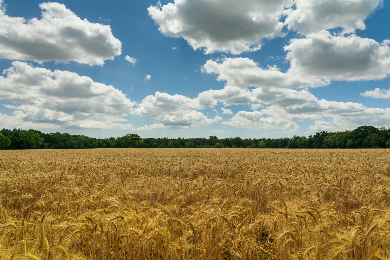 Wheat field under a blue sky